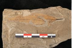 Foto (Detailansicht) von Plantae indet.  (NHMW-GEO-2024-0188-11422)